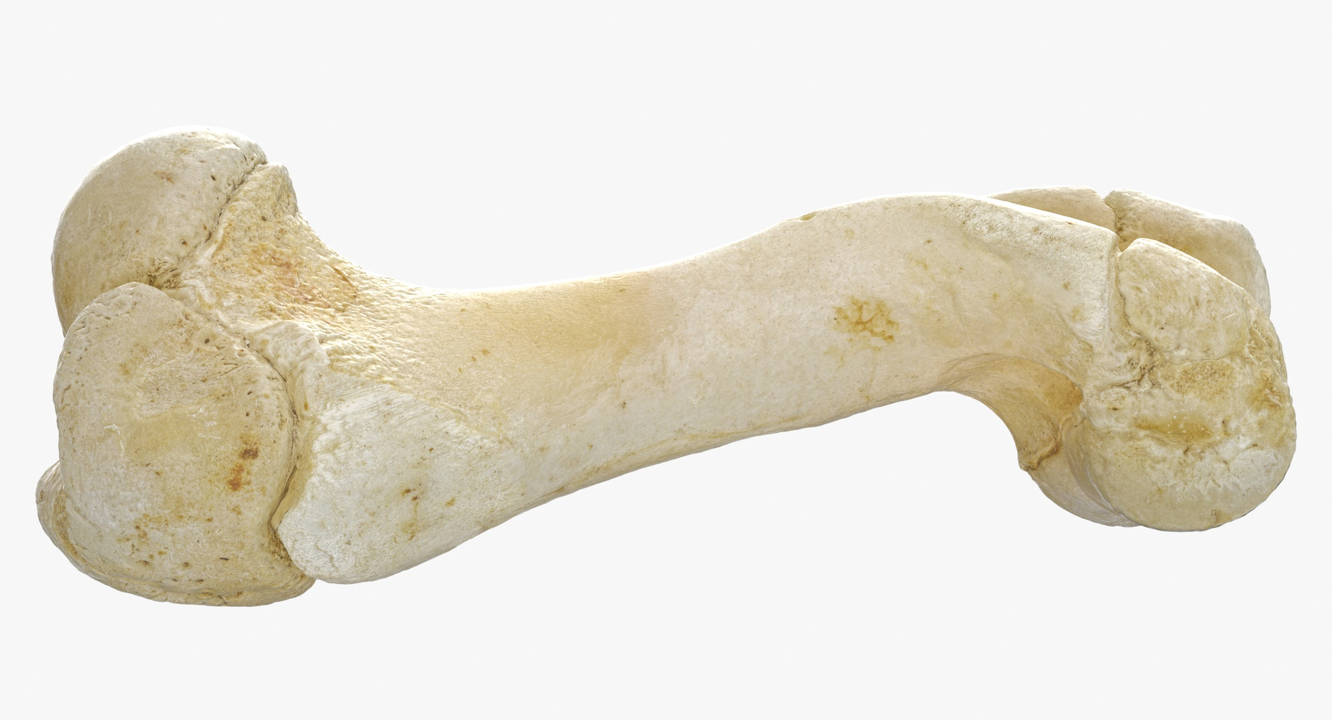 3D domestic pig sus domesticus model https://p.turbosquid.com/ts-thumb/cn/mfrWCa/c3mxHigS/0000/jpg/1592910227/1920x1080/turn_fit_q99/f19b15f702ffccb0550aab6c35f128ace63e0ff7/0000-1.jpg