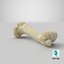 Real Domestic Pig Sus Domesticus Humerus Bone 01