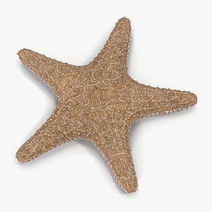 3d starfish star fish