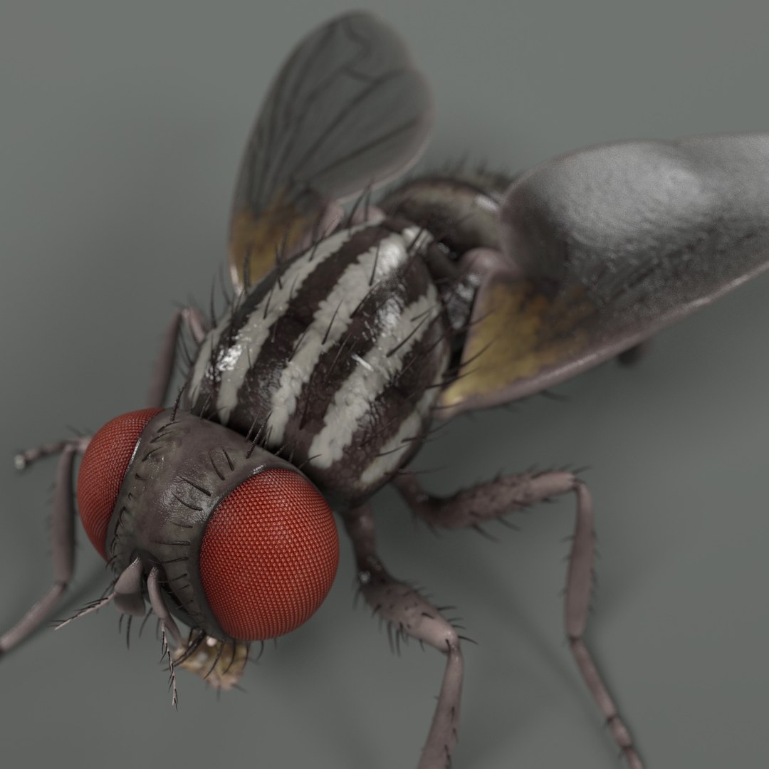 3d Musca Domestica