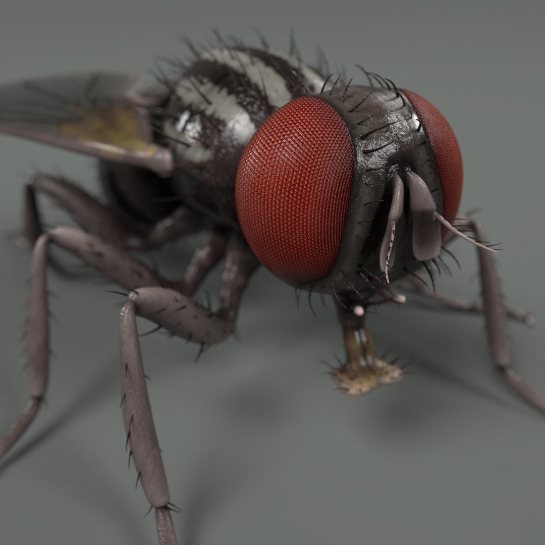 3d Musca Domestica