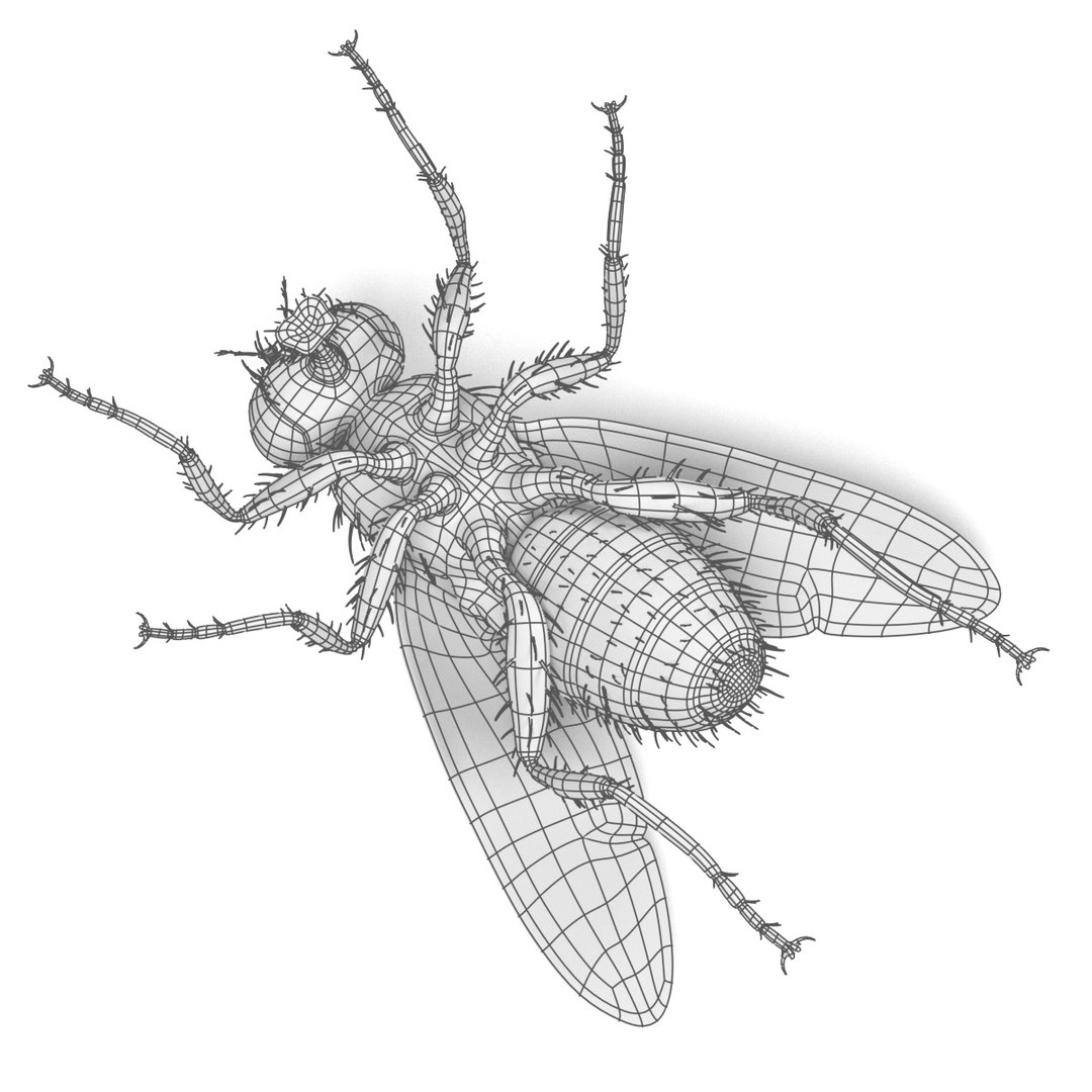 3d Musca Domestica
