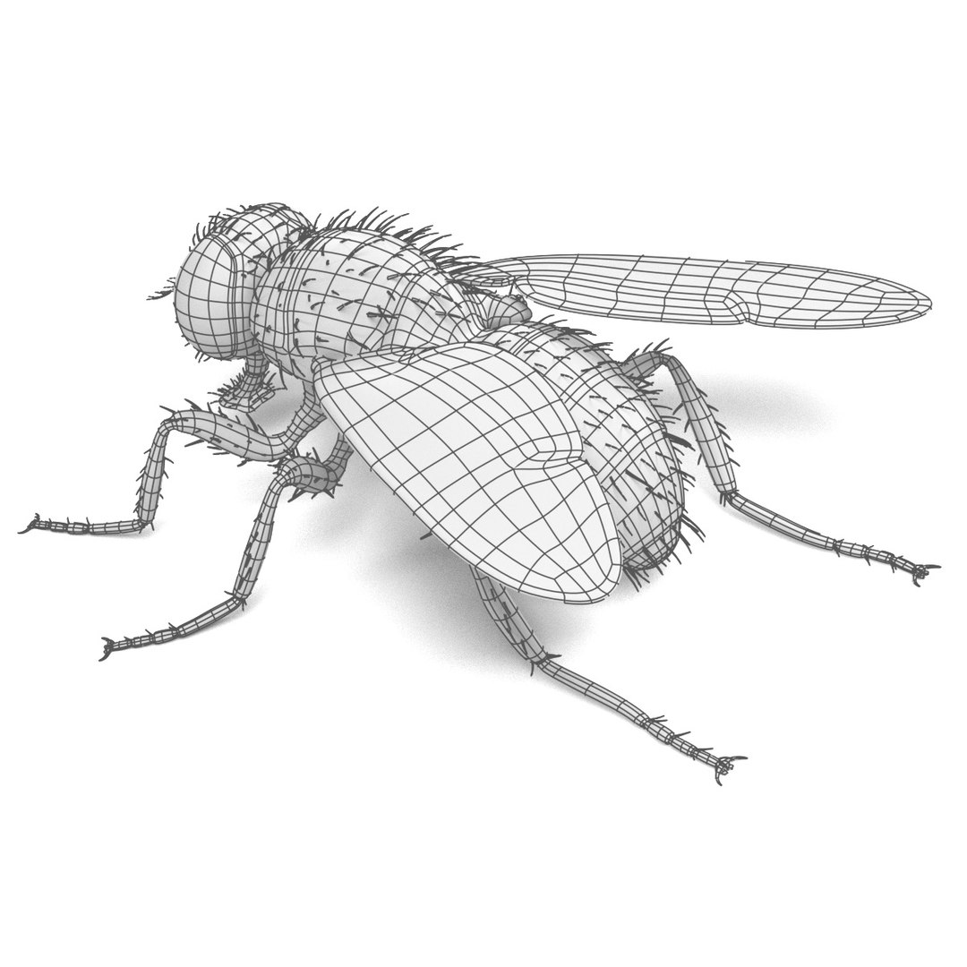 3d Musca Domestica
