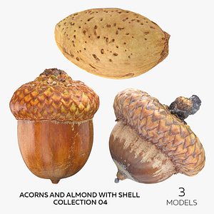 3D Acorns and Almond With Shell Collection 04 - 3 models