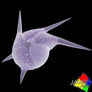 protista foraminifera