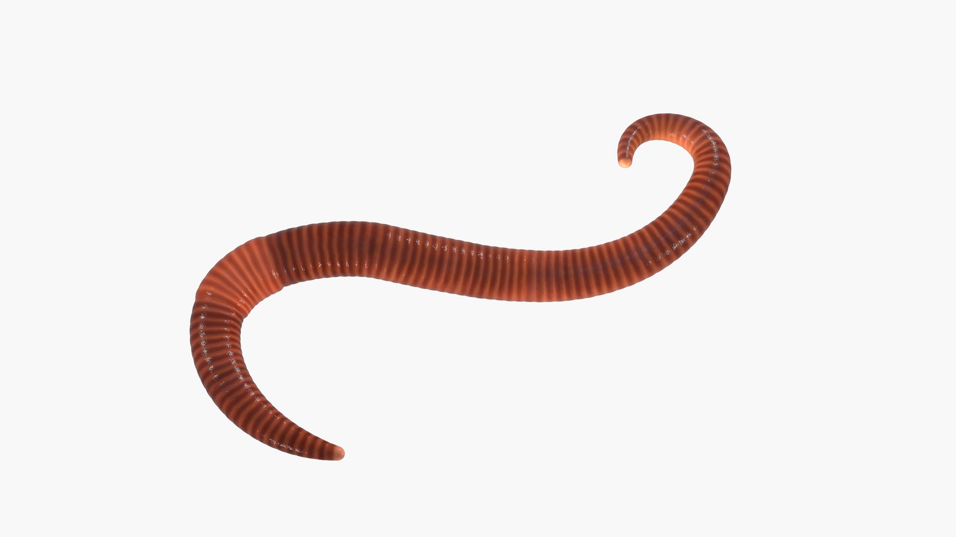 Earthworm and Hook Rigged 3D model https://p.turbosquid.com/ts-thumb/co/ImAQsV/CO/earthworm03/png/1620079949/1920x1080/fit_q87/1f4c0485e2c94d6c66c172f9577f54683004281d/earthworm03.jpg
