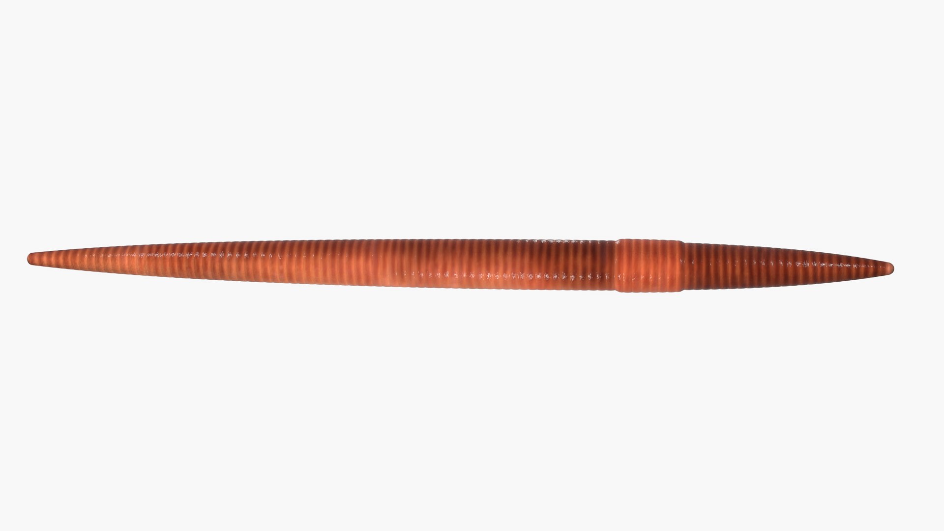 Earthworm and Hook Rigged 3D model https://p.turbosquid.com/ts-thumb/co/ImAQsV/W7/earthworm02/png/1620079947/1920x1080/fit_q87/d76ffafb9f5974d48319ae25ee095d89a4161110/earthworm02.jpg
