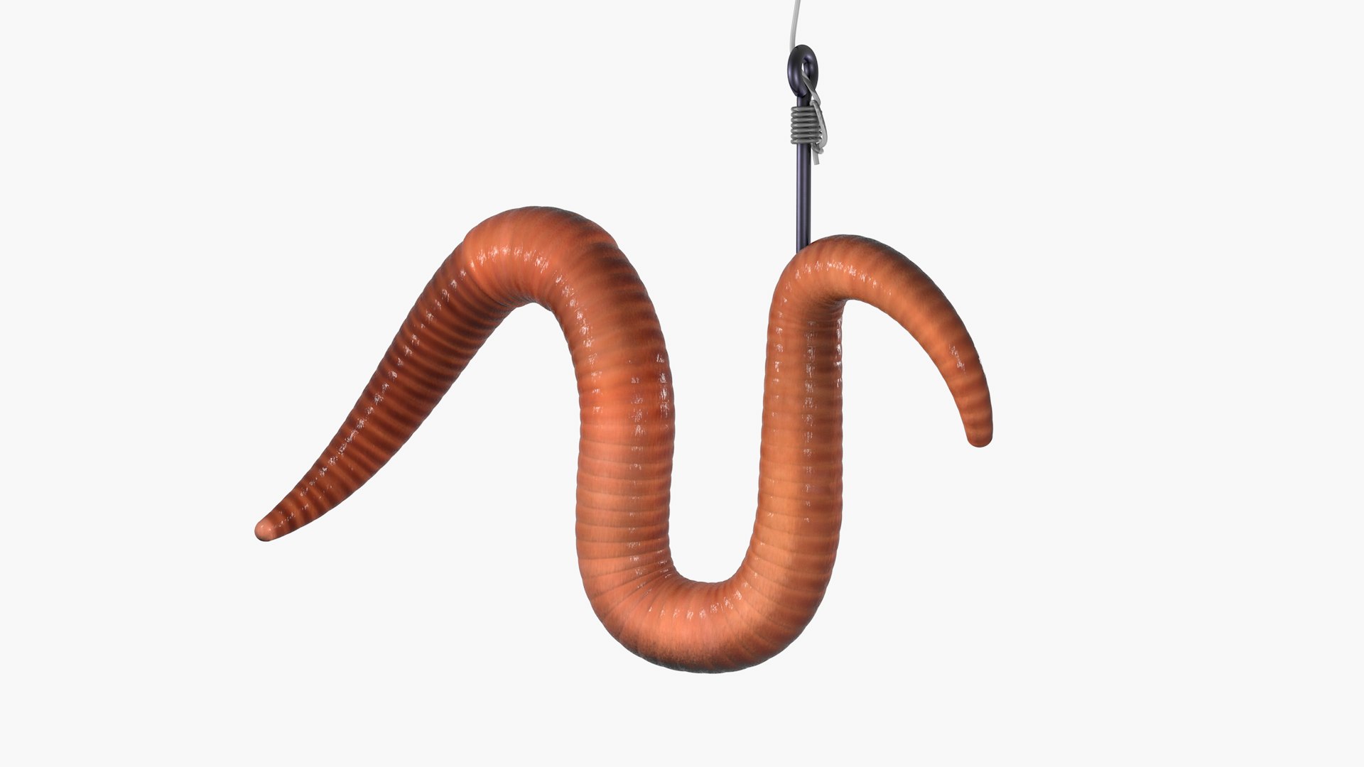 Earthworm and Hook Rigged 3D model https://p.turbosquid.com/ts-thumb/co/ImAQsV/qN/earthworm01/png/1620079949/1920x1080/fit_q87/4a7ada7bd39f41cf9658b4dc389890226194bb80/earthworm01.jpg