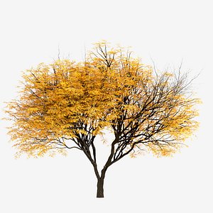 3D Set of Honey Locust or Gleditsia Triacanthos Trees - 2 Trees