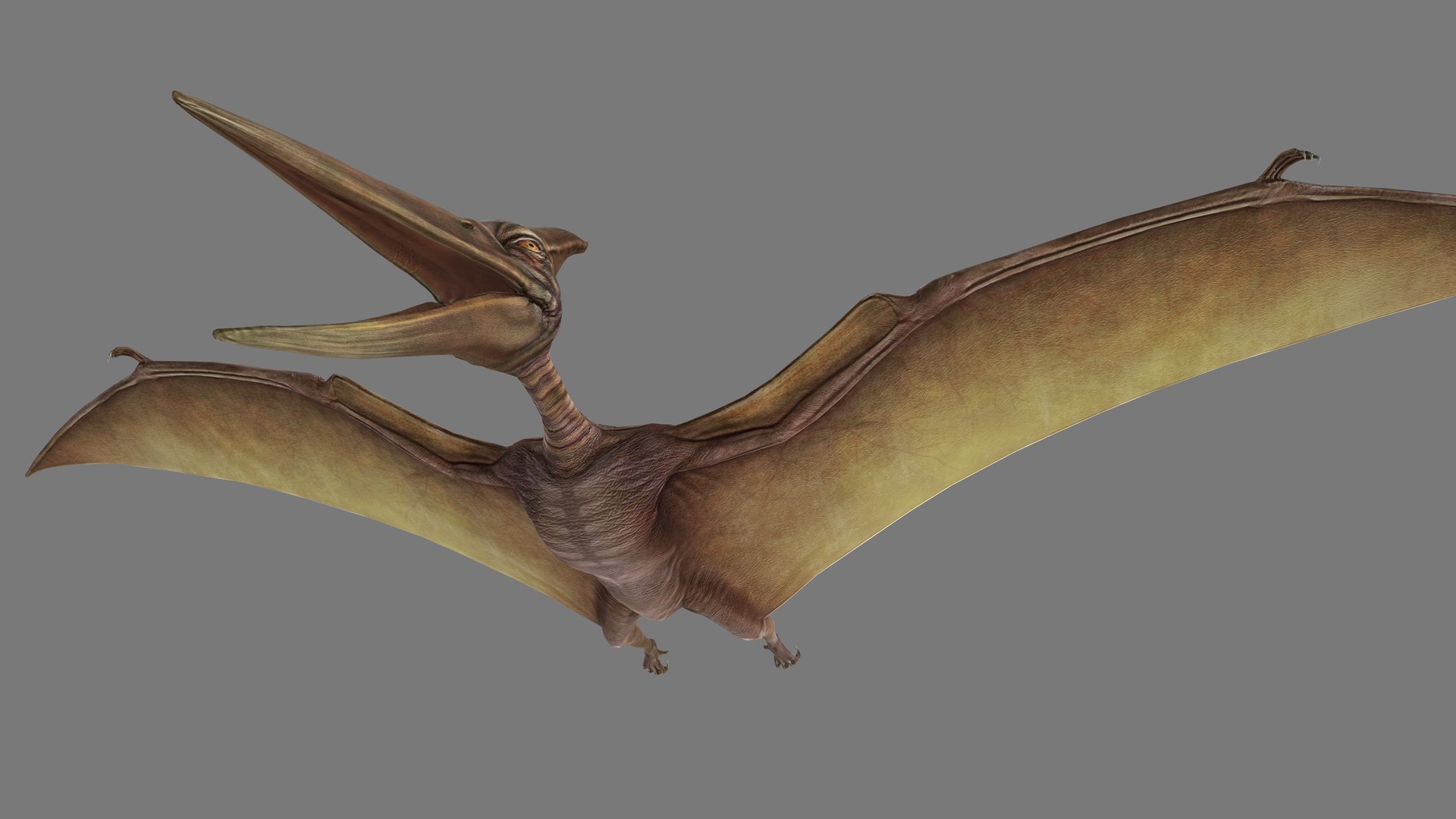 Pterodactyl Low-poly 3D Model - TurboSquid 2127902