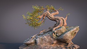 Fantasy Old Tree On A Rocky 3D model