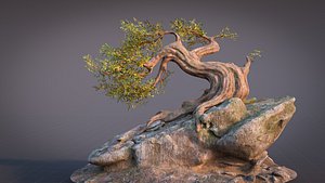 Fantasy Old Tree On A Rocky
