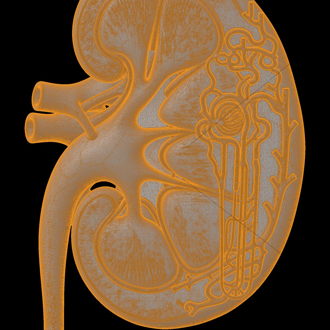 Kidney Nephron Cutaway Codex 3D Print Model 3D model https://p.turbosquid.com/ts-thumb/co/Xa61NJ/YY/kidneynephroncutawaycodex1d1306stl3dprintwireframe/png/1781372500/1920x1080/fit_q87/26ca86779d26052f263d01e0c4fb0023b85ecfb6/kidneynephroncutawaycodex1d1306stl3dprintwireframe.jpg