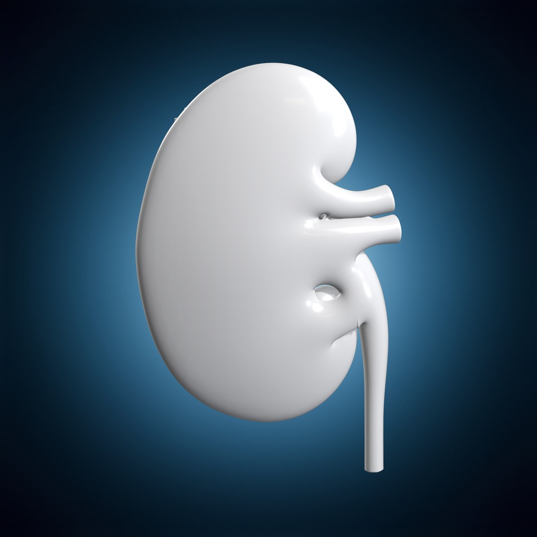 Kidney Nephron Cutaway Codex 3D Print Model 3D model https://p.turbosquid.com/ts-thumb/co/Xa61NJ/sA/kidneynephroncutawaycodex1d1306stl3dprintturntable04180deg/png/1781372498/1920x1080/fit_q87/8305776ab6d382b26dada465bb232d7a761d0bf7/kidneynephroncutawaycodex1d1306stl3dprintturntable04180deg.jpg