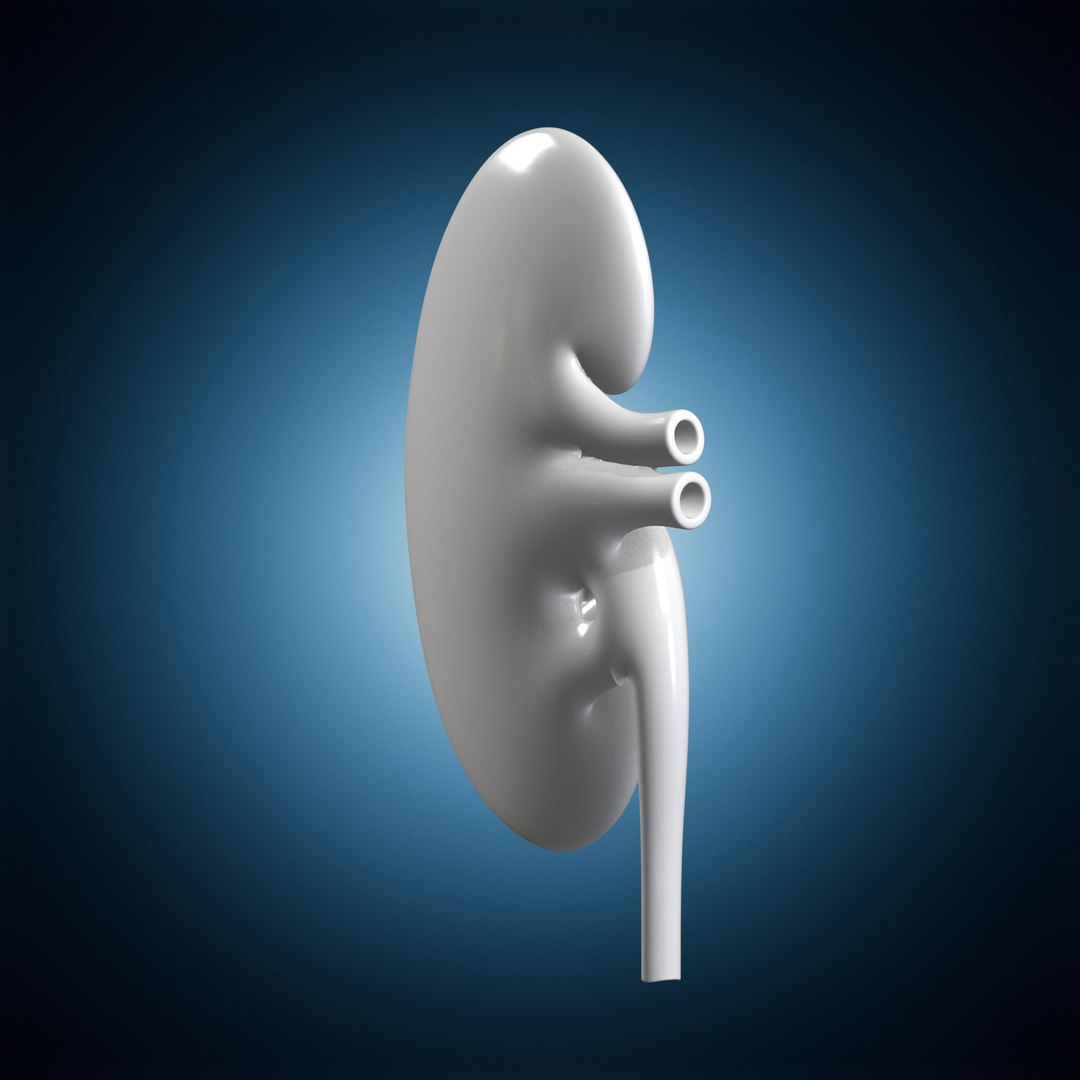Kidney Nephron Cutaway Codex 3D Print Model 3D model https://p.turbosquid.com/ts-thumb/co/Xa61NJ/vz/kidneynephroncutawaycodex1d1306stl3dprintturntable03120deg/png/1781372498/1920x1080/fit_q87/faa8b35e40c51b43207a9132624faf6edf69a06a/kidneynephroncutawaycodex1d1306stl3dprintturntable03120deg.jpg