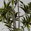 Small plant