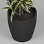 Small plant