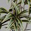 Small plant