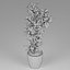 Small plant
