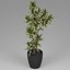 Small plant
