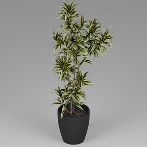 Small plant