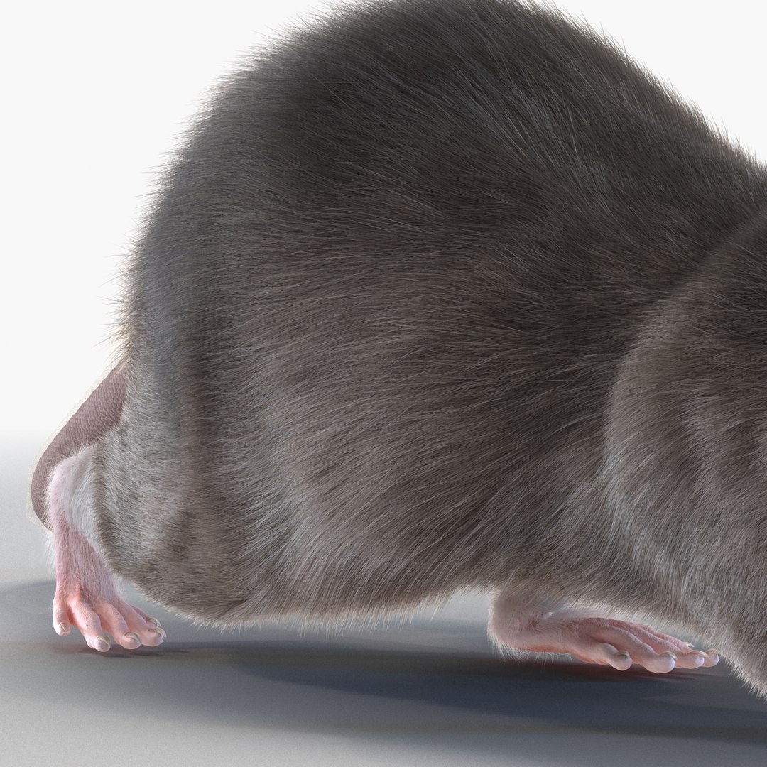 Max Rat Pose 3