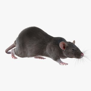 Rat Pose 3