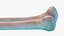 Femur Bone Structure