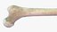 Femur Bone Structure
