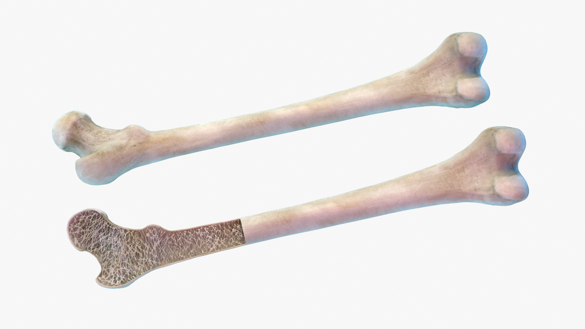 Femur Bone Structure 3D model https://p.turbosquid.com/ts-thumb/co/fdBWMv/Ho/turntable/jpg/1659273554/1920x1080/turn_fit_q99/5e5caf860dd8bd9b5253e12c5d217da01fec0cd2/turntable-1.jpg