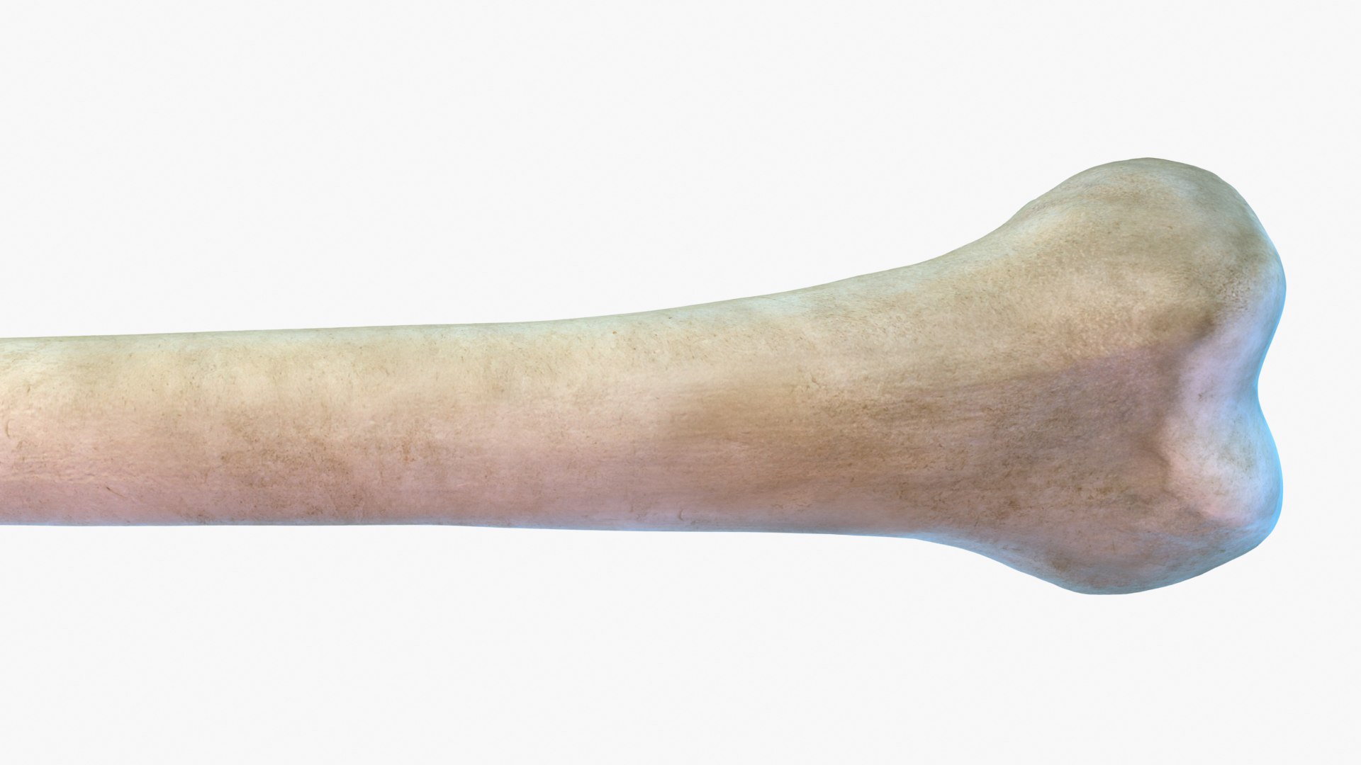 Femur Bone Structure 3D model https://p.turbosquid.com/ts-thumb/co/fdBWMv/Oy/cu_0011/jpg/1659273676/1920x1080/fit_q87/7d66ceeffe215475fc46a474763411fcf8620604/cu_0011.jpg