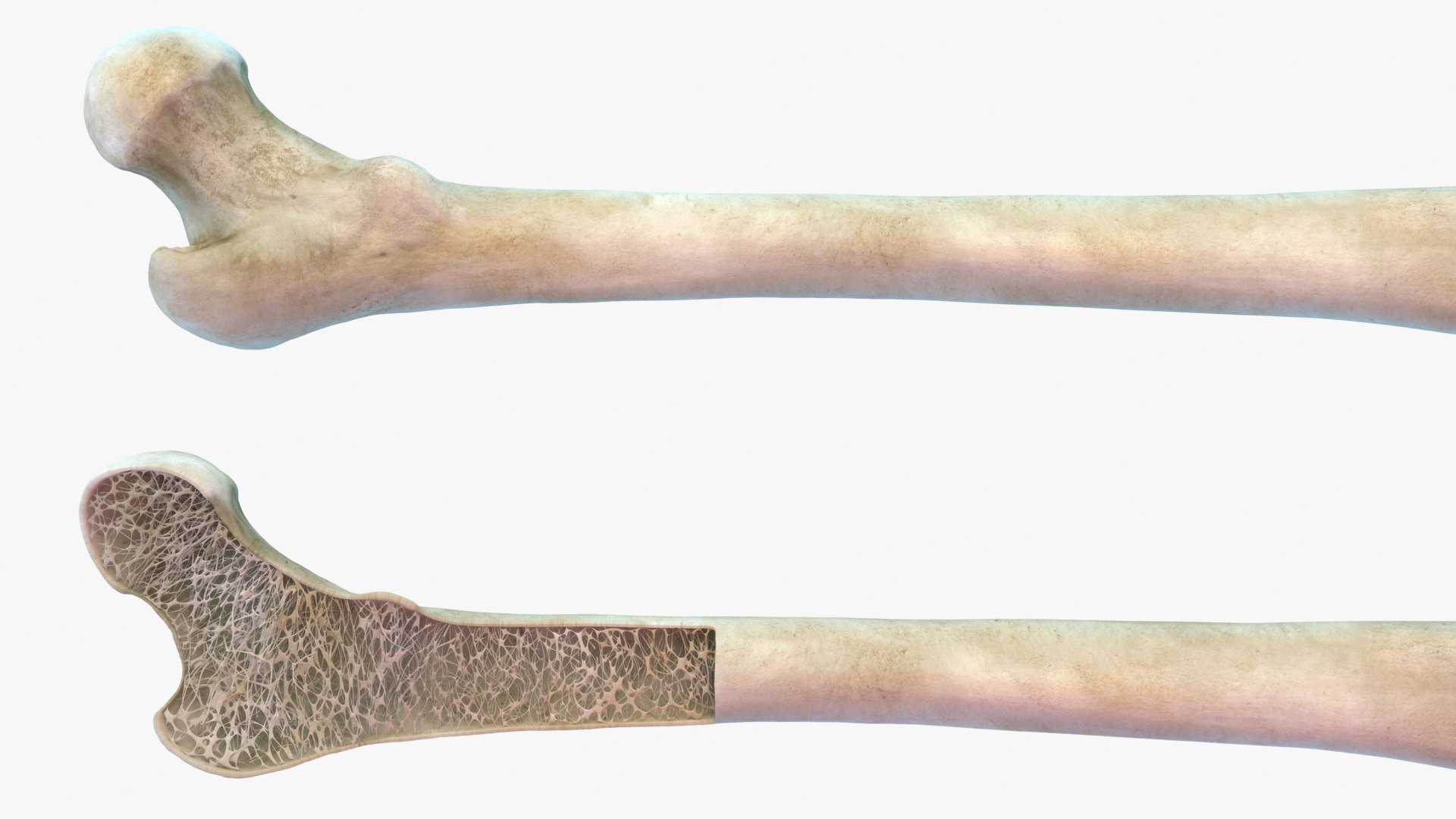 Femur Bone Structure 3D model https://p.turbosquid.com/ts-thumb/co/fdBWMv/ih/cu_0001/jpg/1659273607/1920x1080/fit_q87/424cd5a7dd0708f67fe5fd06fd4b5b8687769a01/cu_0001.jpg