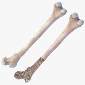 Femur Bone Structure