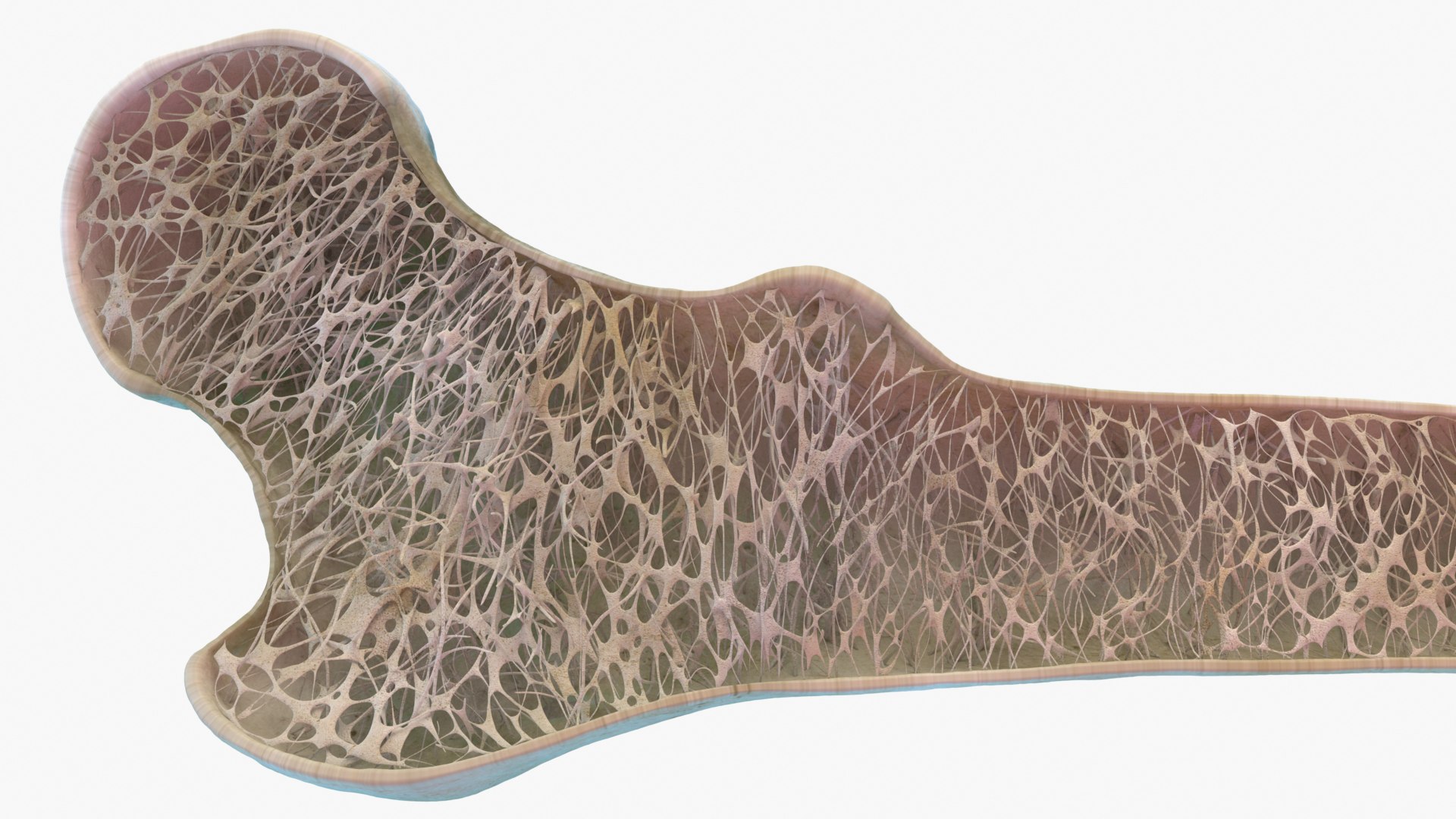 Femur Bone Structure 3D model https://p.turbosquid.com/ts-thumb/co/fdBWMv/nL/cu_0009/jpg/1659273688/1920x1080/fit_q87/b419eaed91eee56d7b798902544e3c3451c1d730/cu_0009.jpg