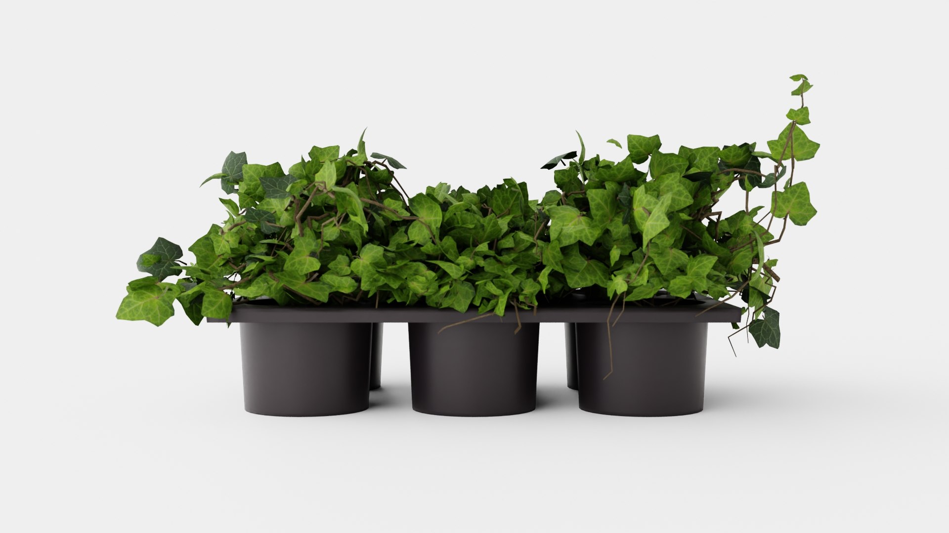 3D Hedera helix https://p.turbosquid.com/ts-thumb/co/uQhf3p/JY/preview_0/jpg/1721218265/1920x1080/fit_q87/5c362a231ab8901c60c735e6d20fa9198f432577/preview_0.jpg