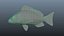 Collezione Snapper