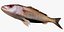 Collezione Snapper