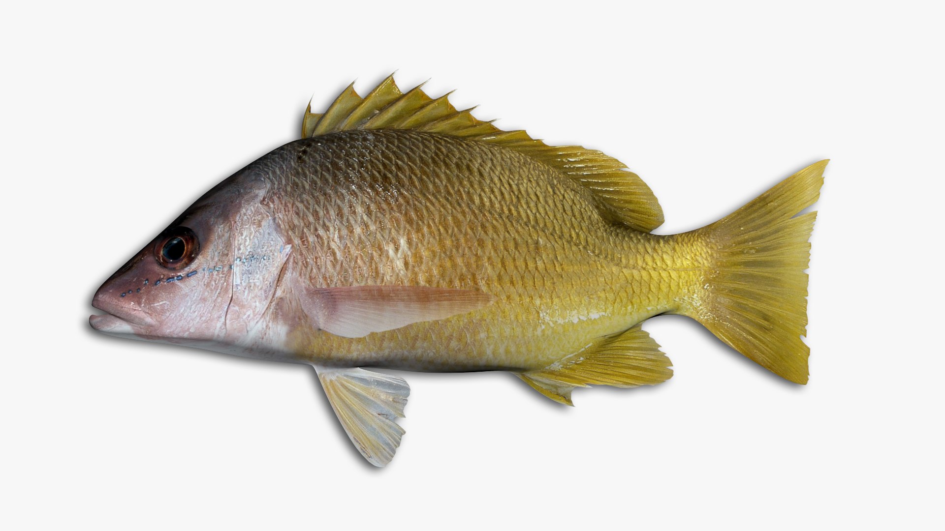 Snapper Collection 3D https://p.turbosquid.com/ts-thumb/co/w3sCnV/5I/11/jpg/1636989202/1920x1080/fit_q87/eac518ddde9dfd4b7e465ec5c0cc2690d3985294/11.jpg
