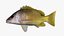 Collezione Snapper