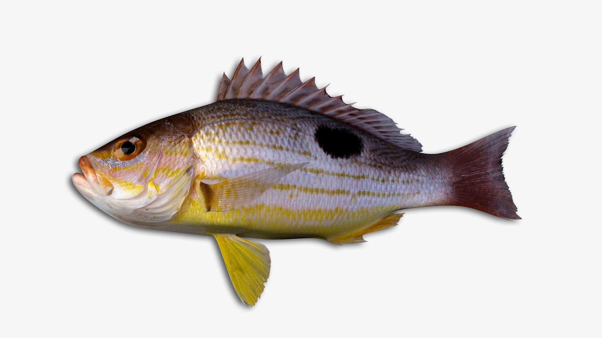 Snapper Collection 3D https://p.turbosquid.com/ts-thumb/co/w3sCnV/Eb/44/jpg/1636989202/1920x1080/fit_q87/08b10dfd758b496bc6d029e3d7c6809894dd34ba/44.jpg
