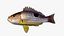 Collezione Snapper