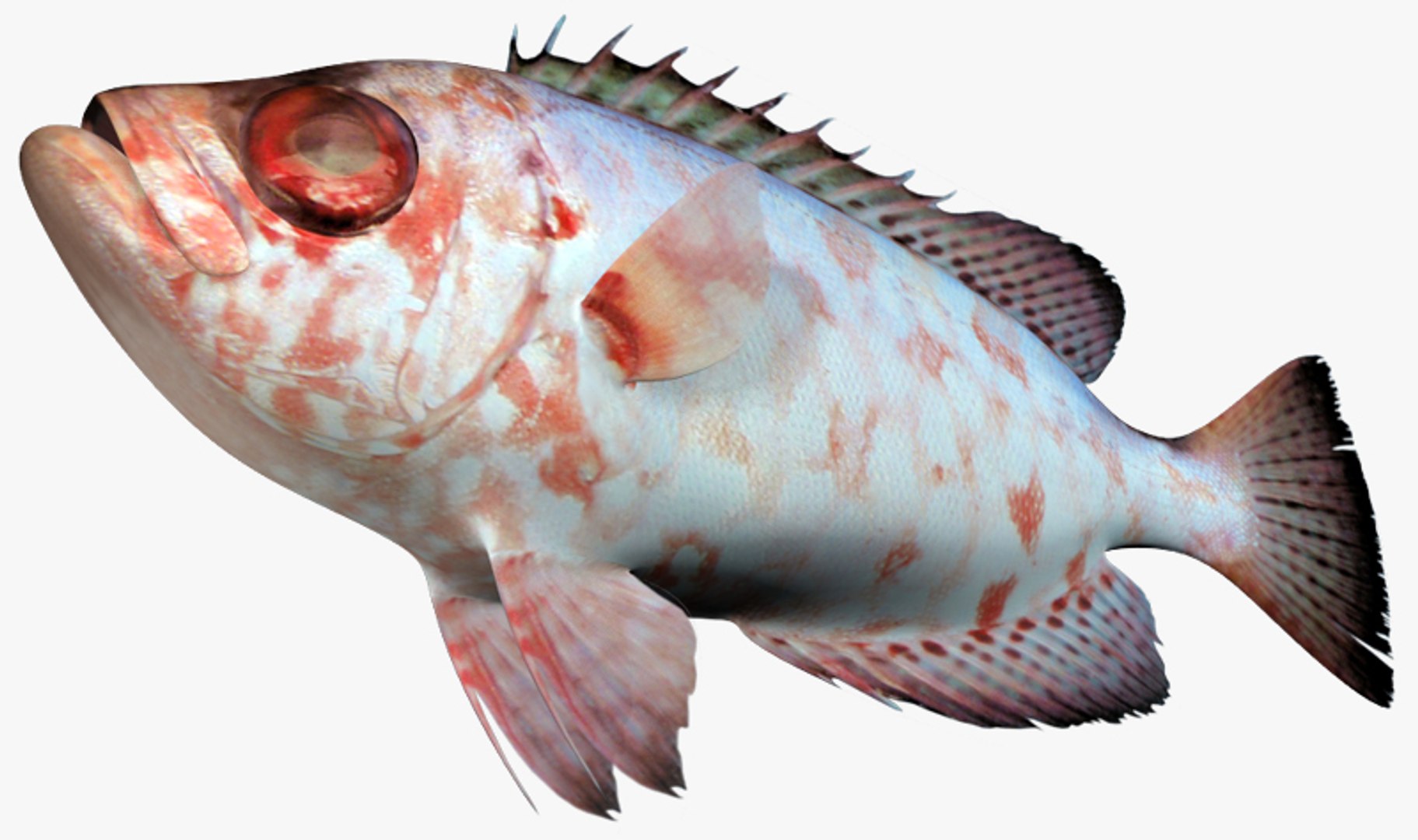 Snapper Collection 3D - TurboSquid 1815256