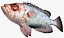 Collezione Snapper
