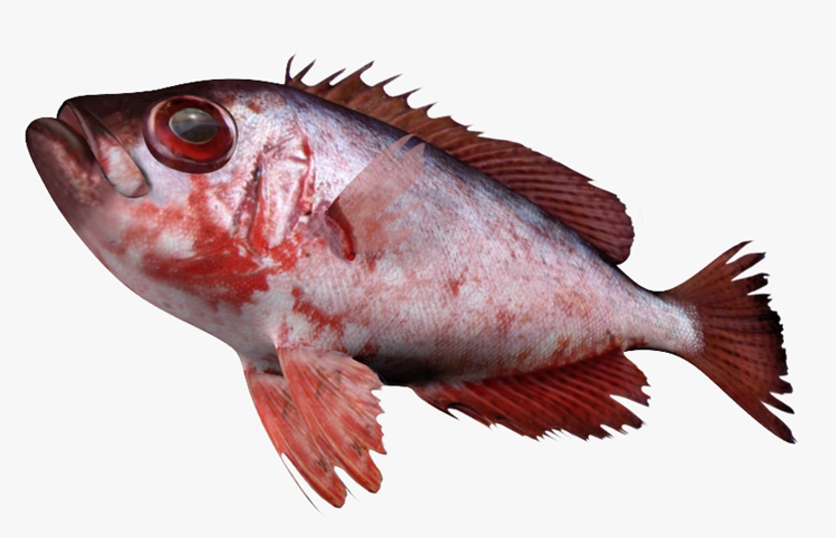 Snapper Collection 3D https://p.turbosquid.com/ts-thumb/co/w3sCnV/GF/2/jpg/1437414559/1920x1080/fit_q87/5044cb63db25a68ab0c0f45f44a7fad64aef6f84/2.jpg