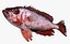 Collezione Snapper