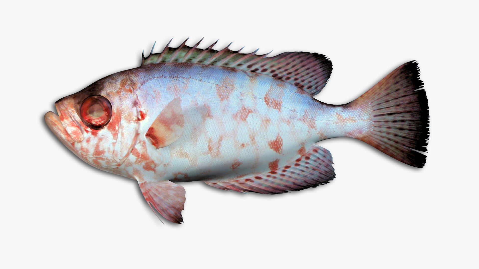 Snapper Collection 3D https://p.turbosquid.com/ts-thumb/co/w3sCnV/HI/22/jpg/1636989206/1920x1080/fit_q87/9498fe16838f0d9eb9840ac0661961be9014d684/22.jpg