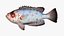 Collezione Snapper