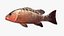 Collezione Snapper