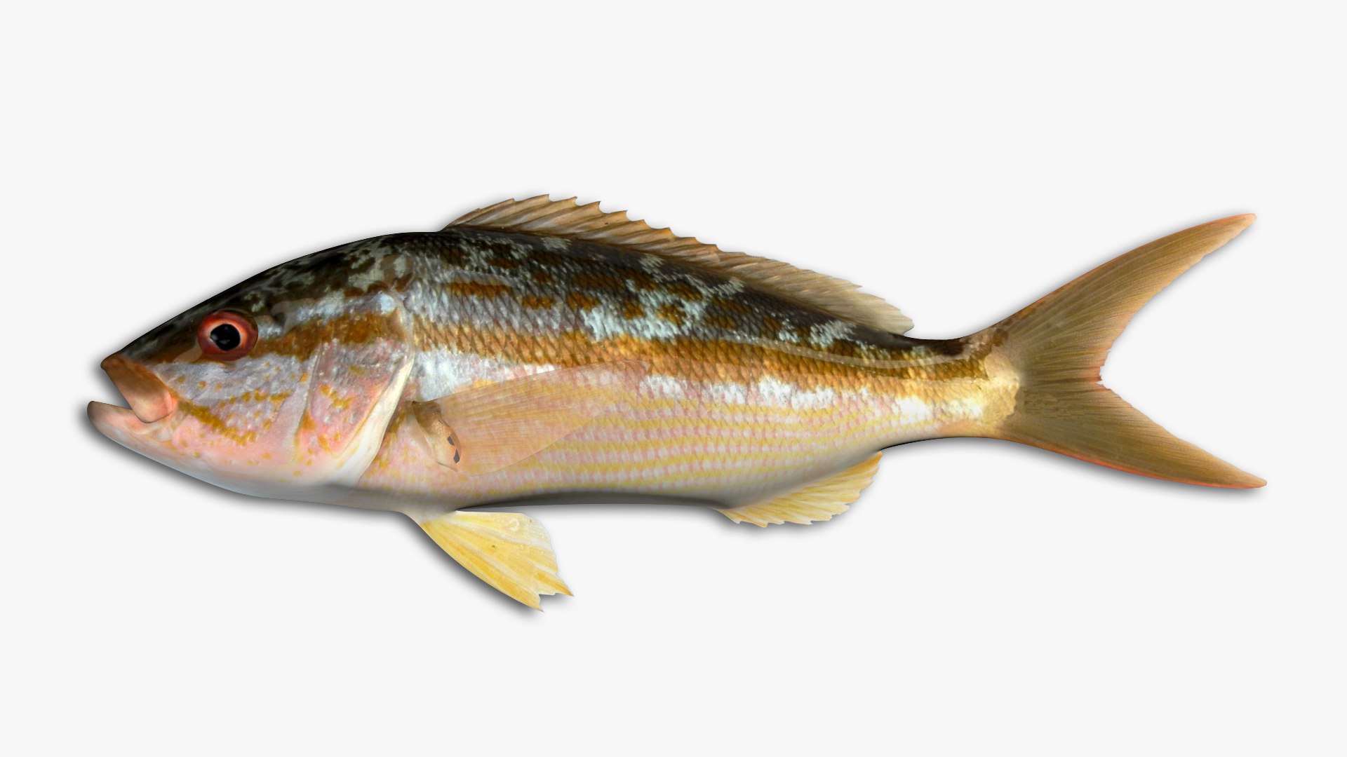 Snapper Collection 3D - TurboSquid 1815256