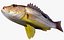 Collezione Snapper